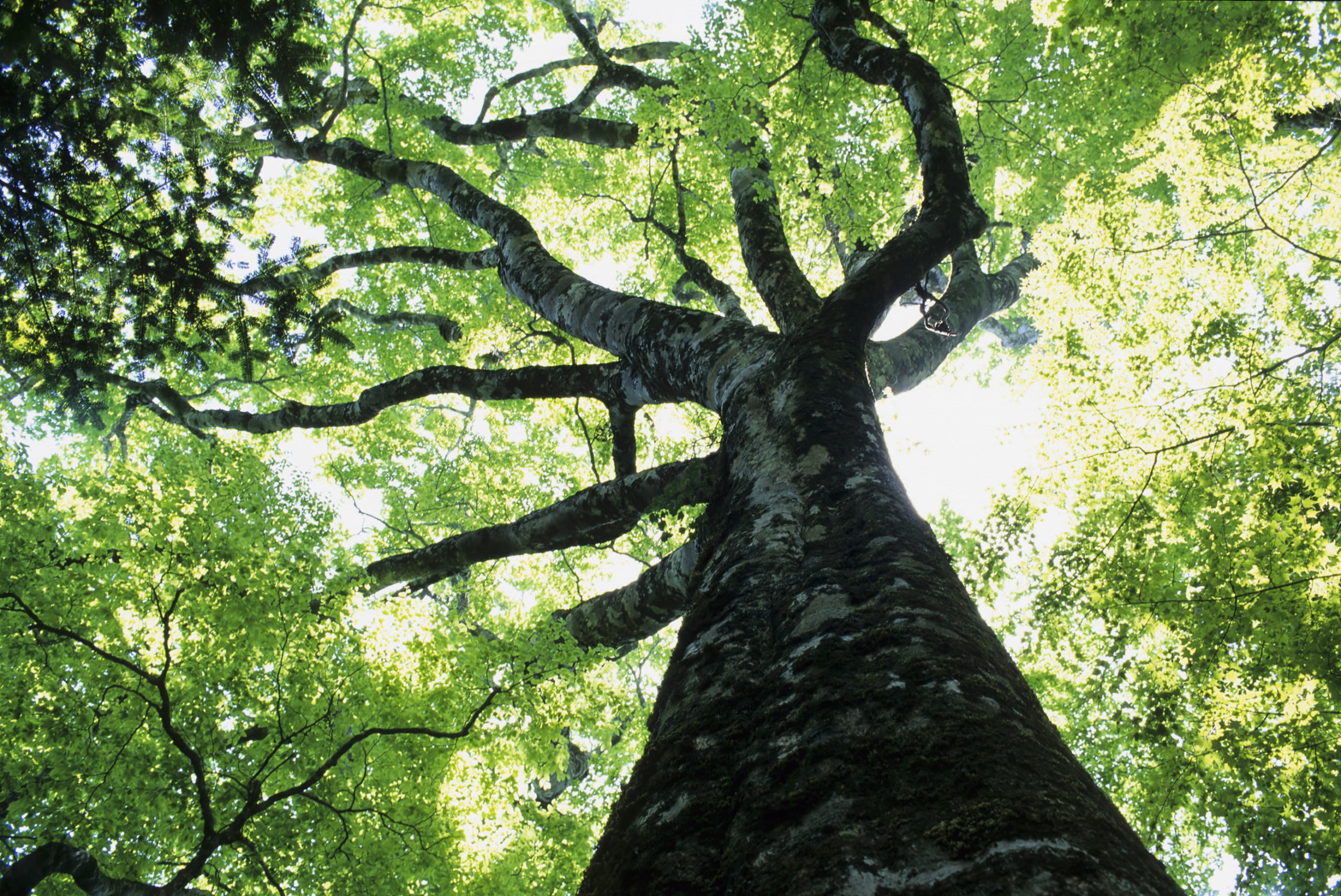 arbre à la retraite