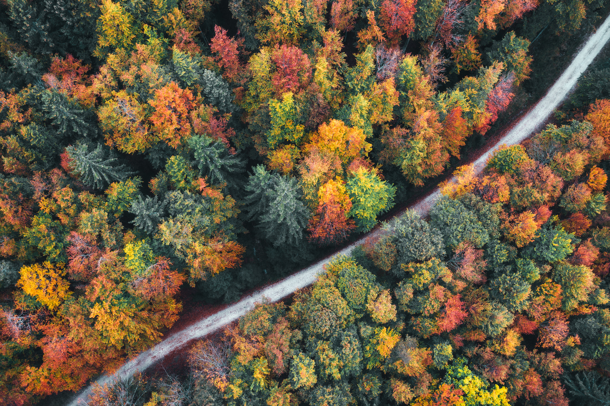 Route traversant des arbres colorés