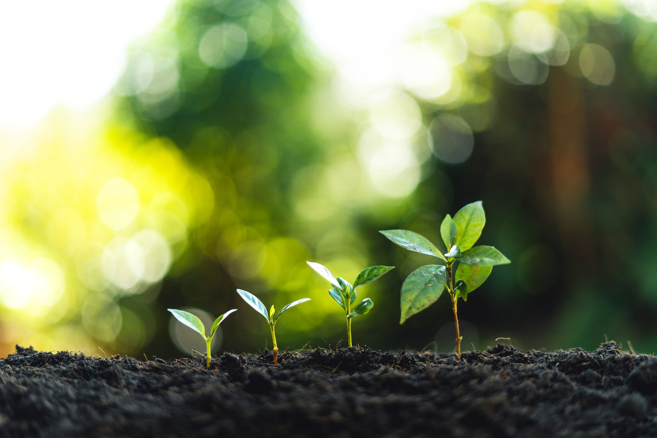 Plante qui grandit avec le temps